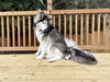 MEEKO