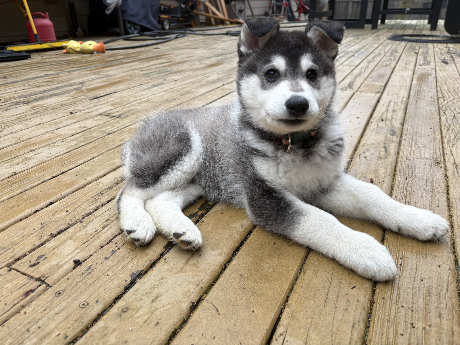 dog-image