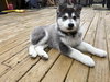 MEEKO