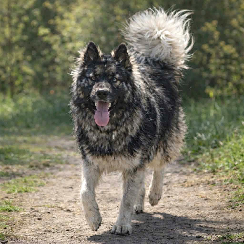 DIESEL (Courtesy Listing)
