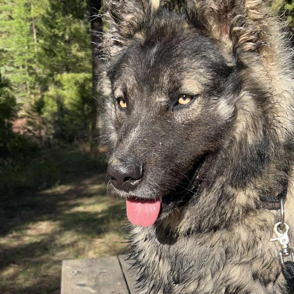 dog-image