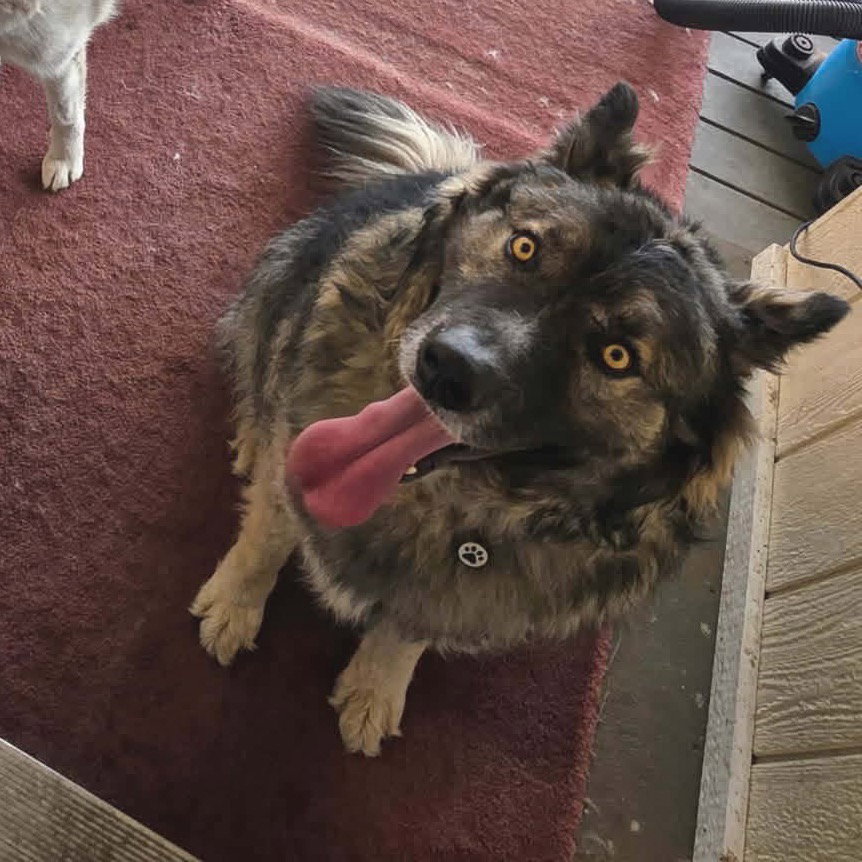 dog-image