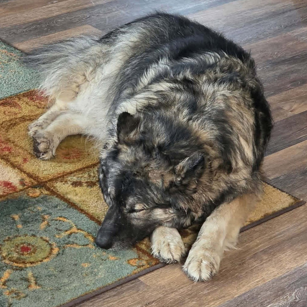 dog-image