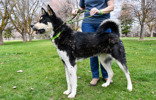 dog-image