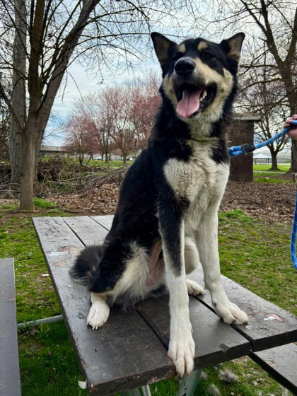 dog-image