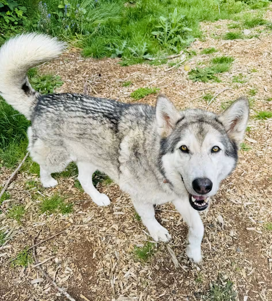 dog-image