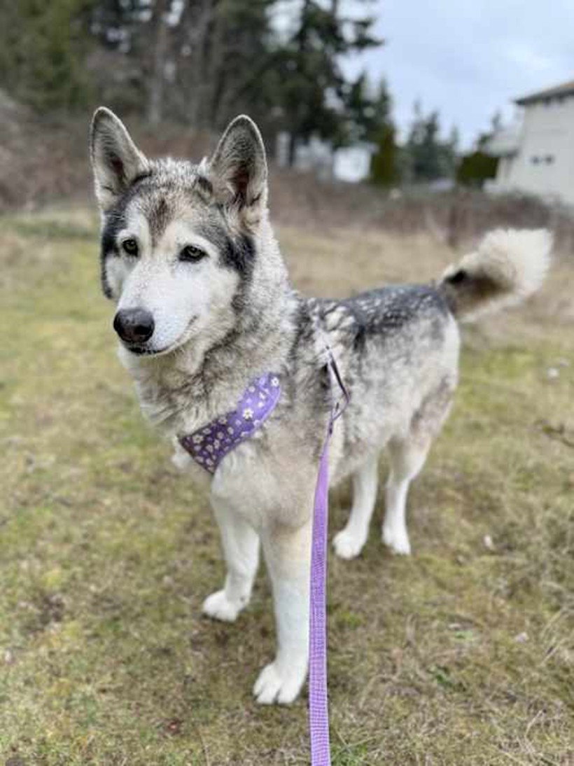 dog-image