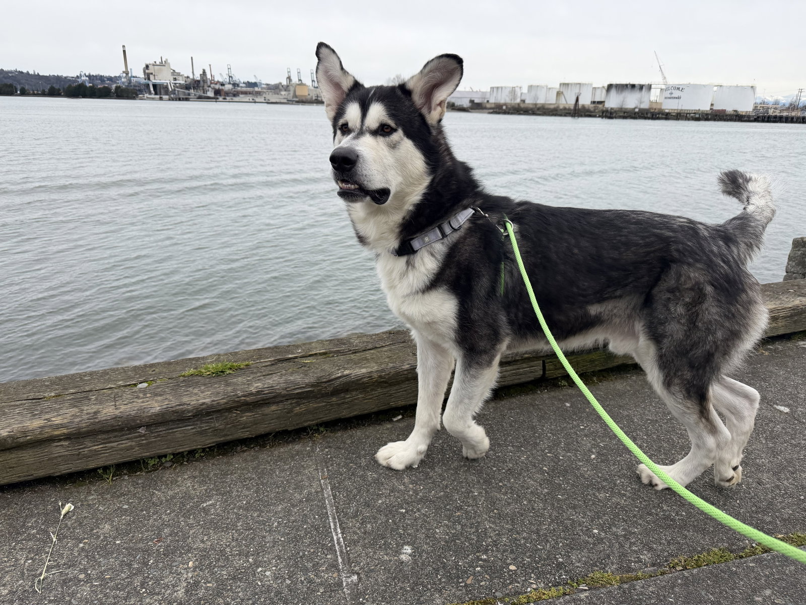 dog-image
