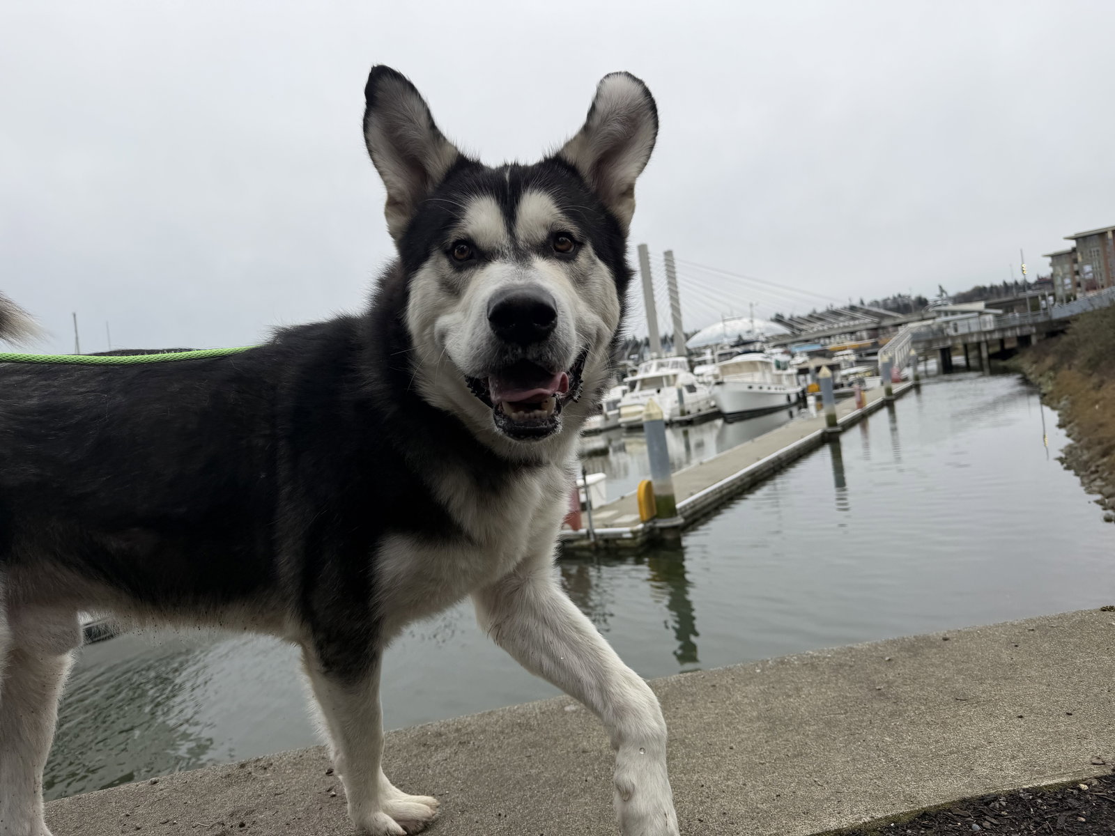dog-image