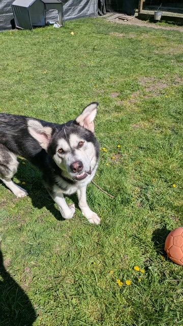 dog-image