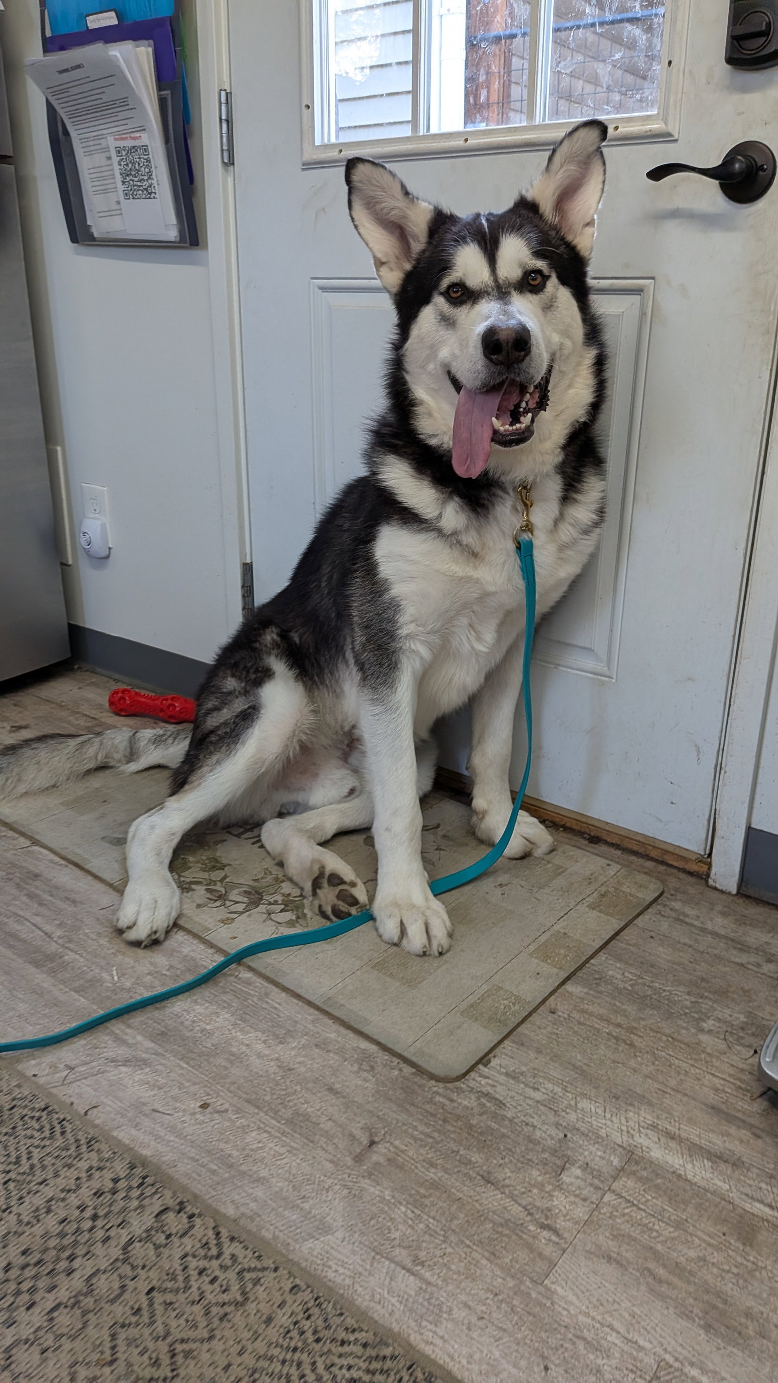 dog-image