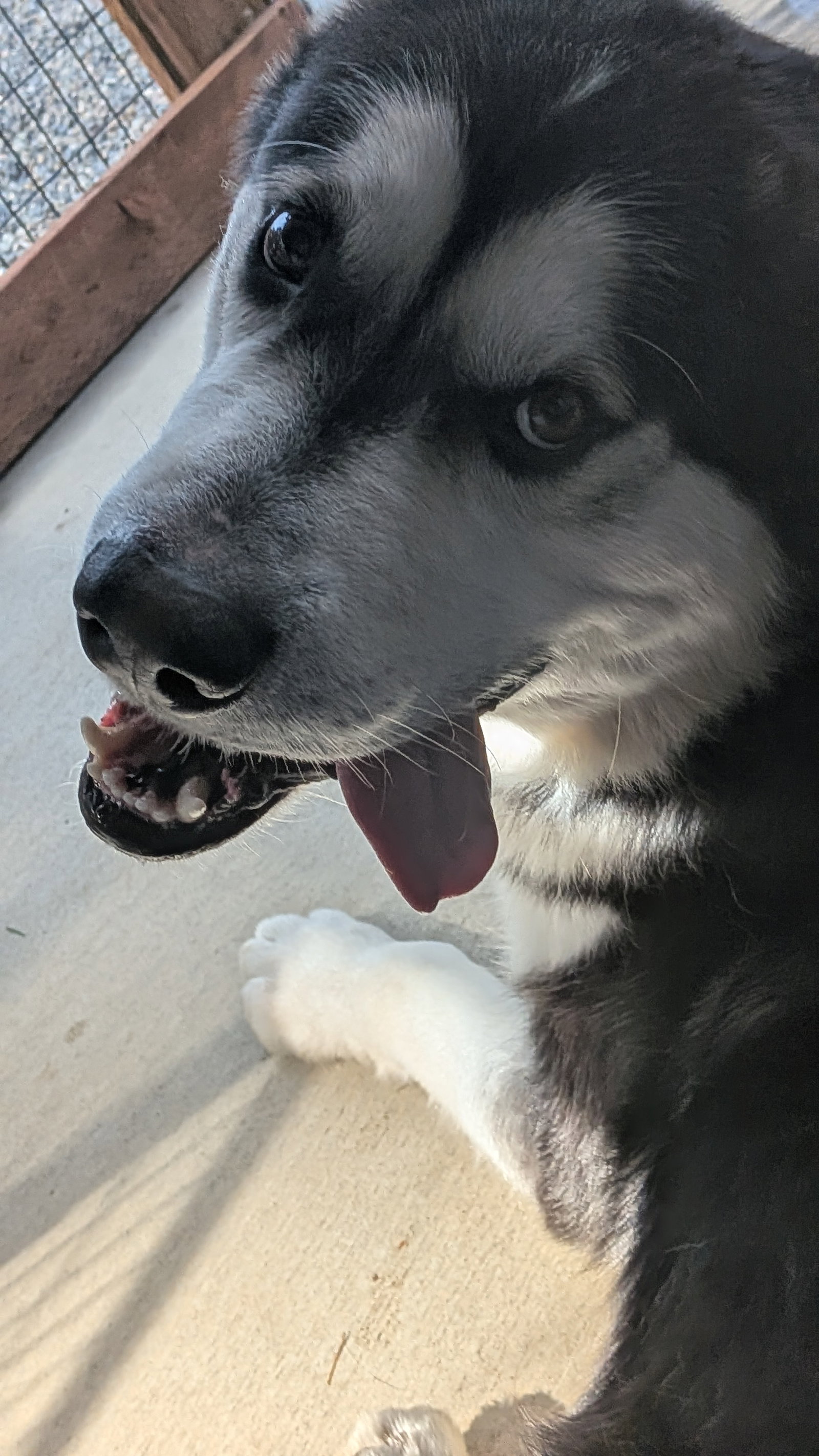 dog-image
