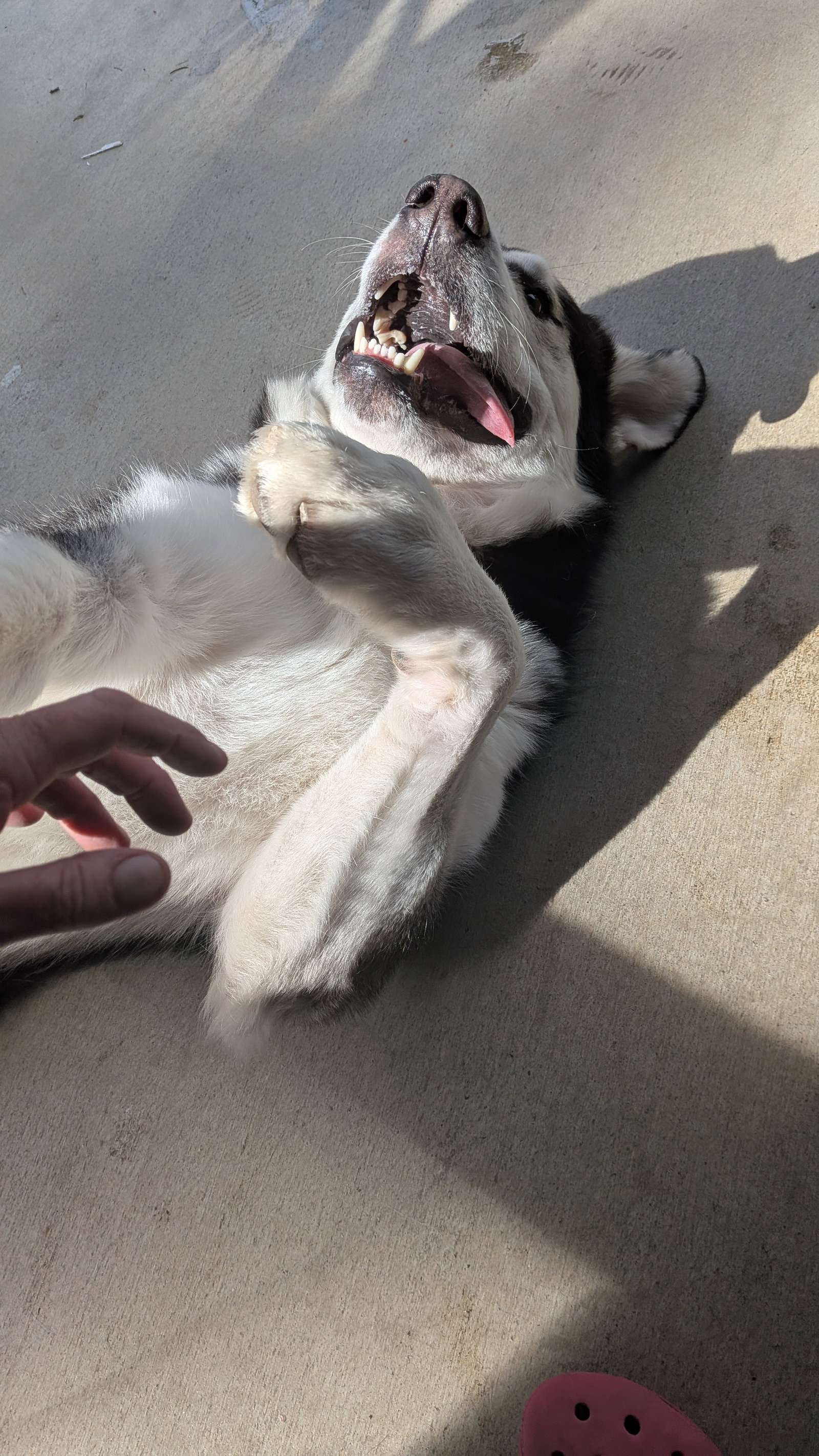 dog-image