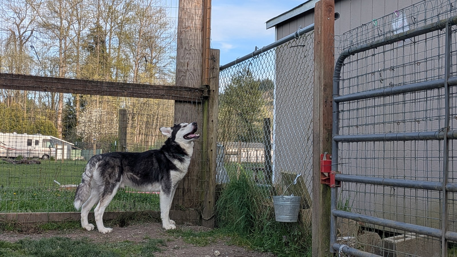 dog-image