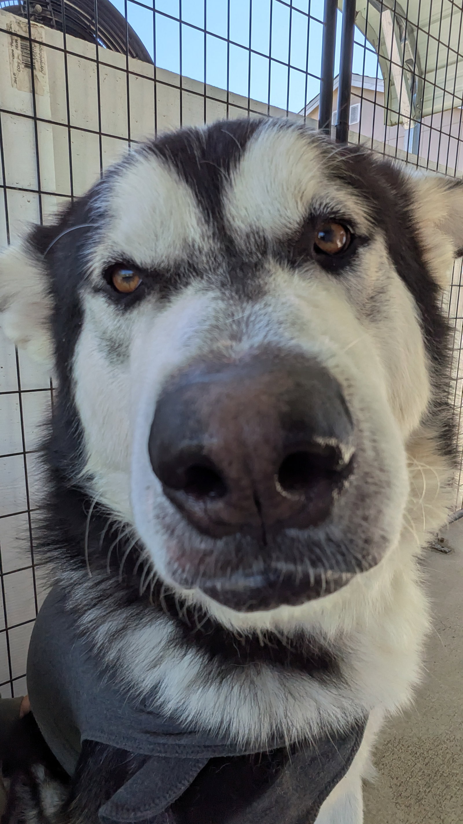 dog-image