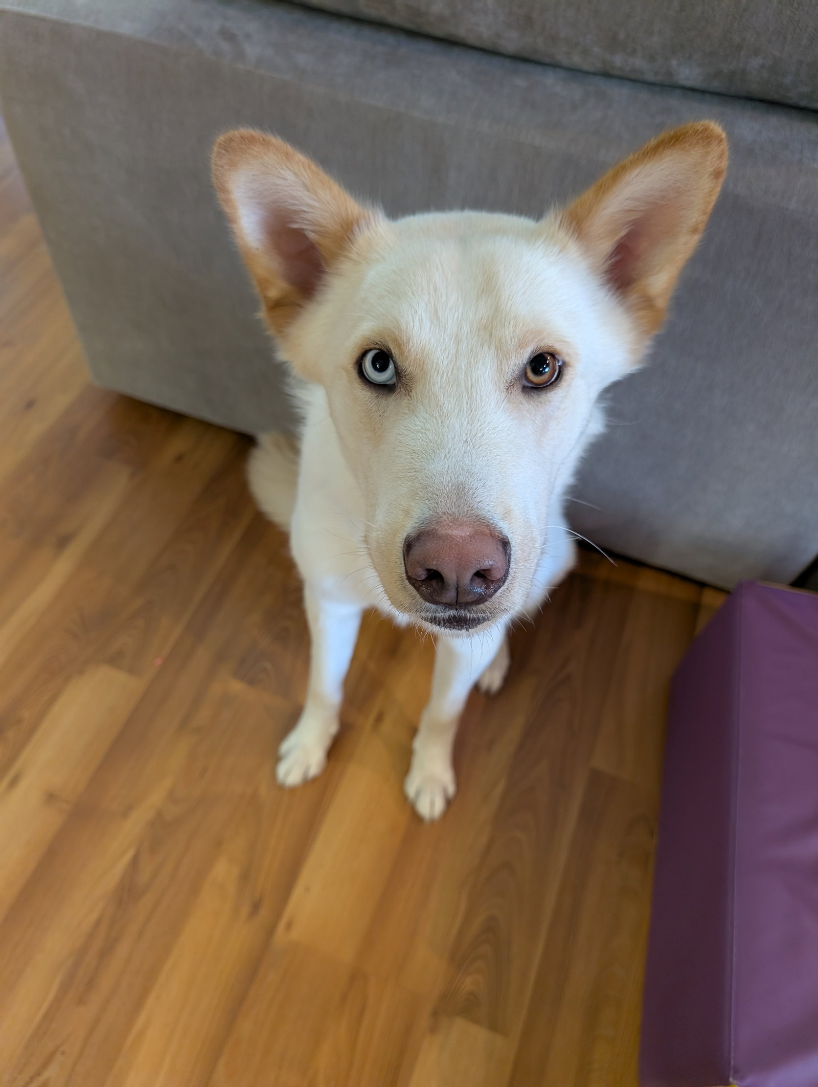 dog-image