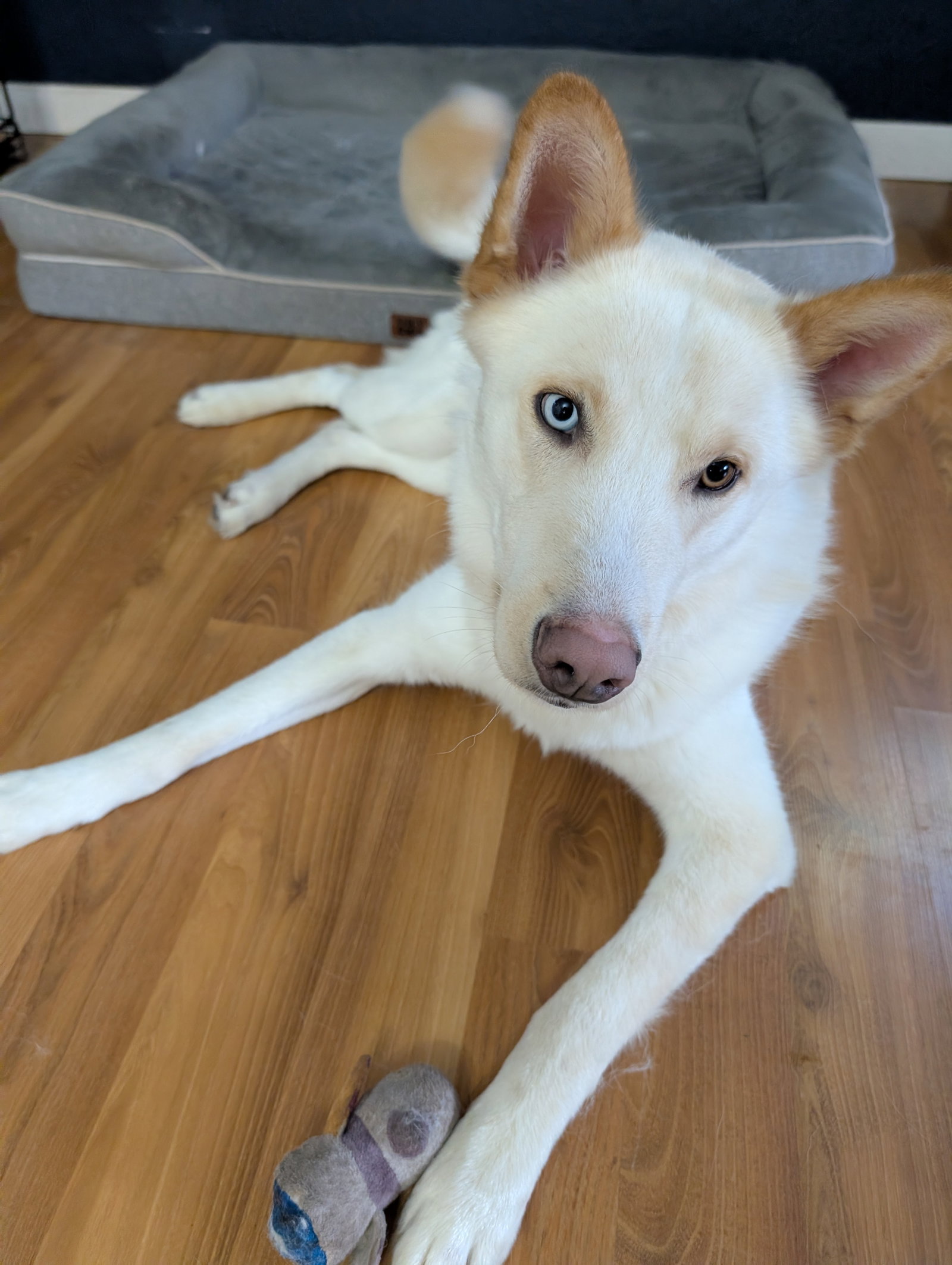 dog-image