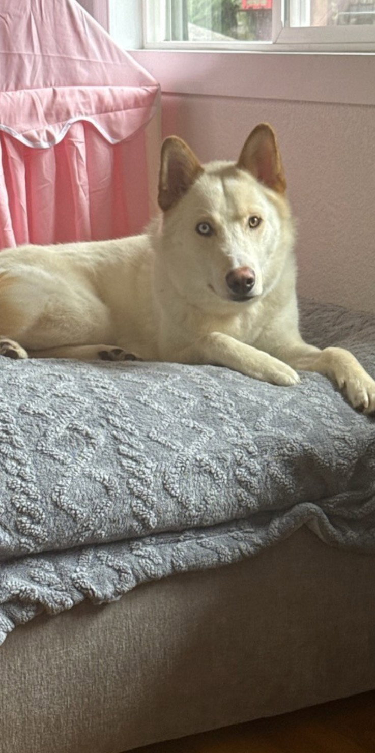 dog-image