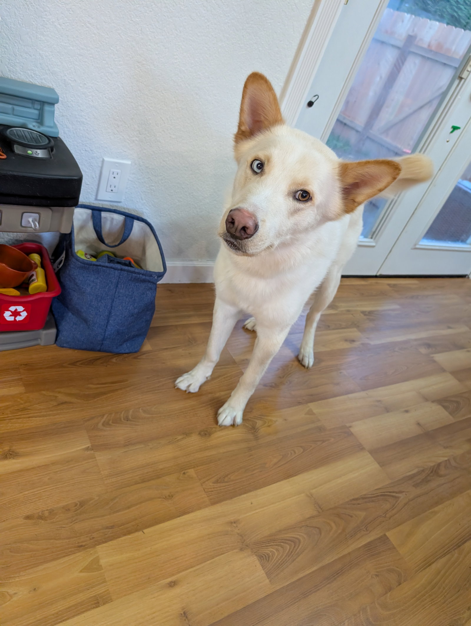 dog-image