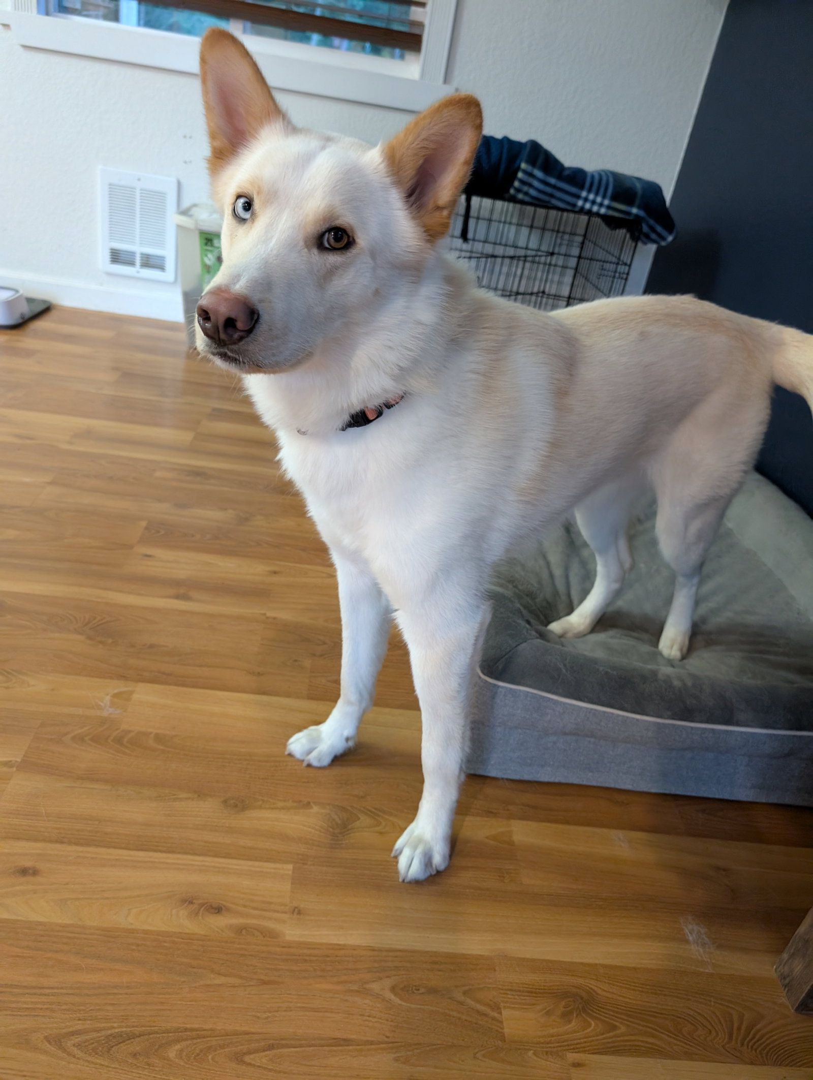 dog-image