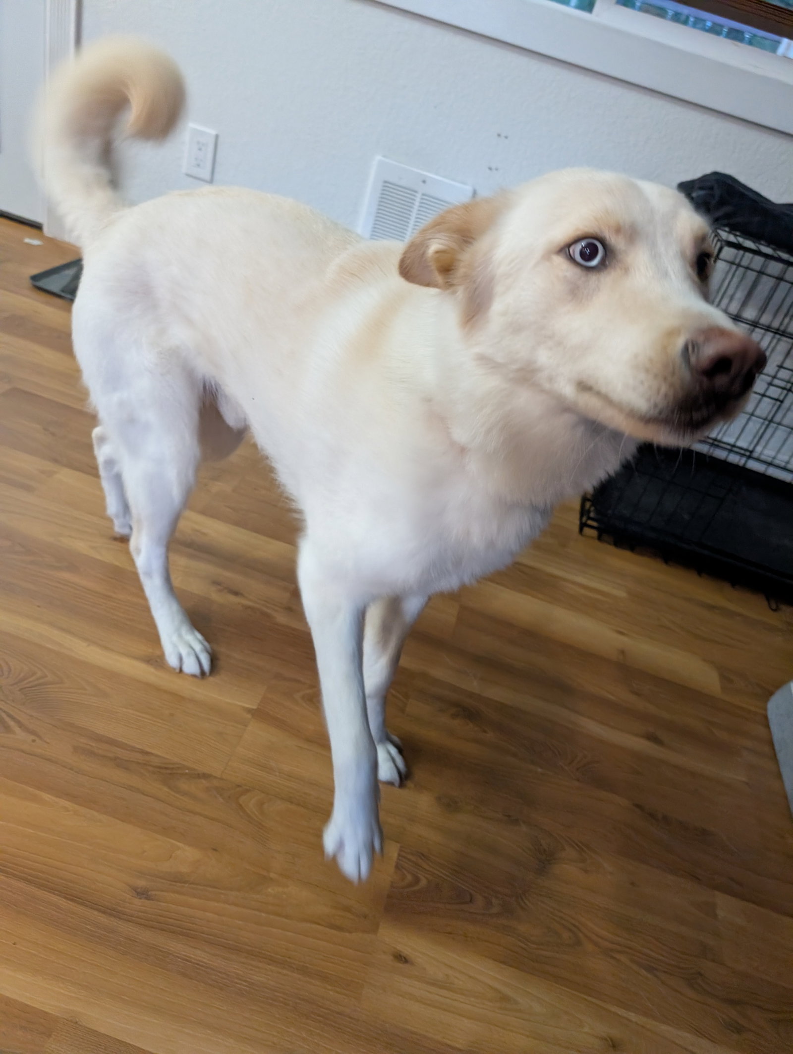 dog-image