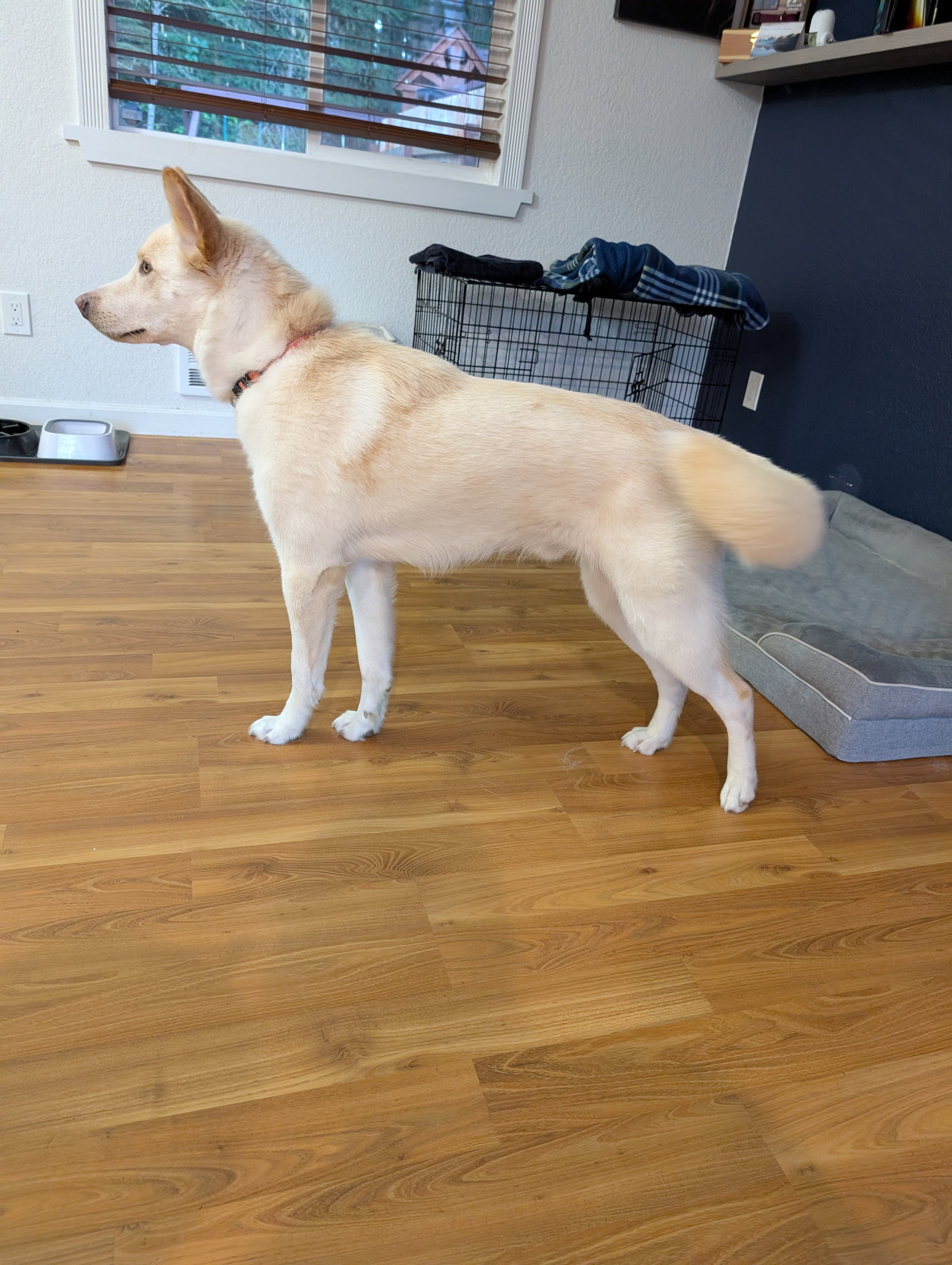 dog-image