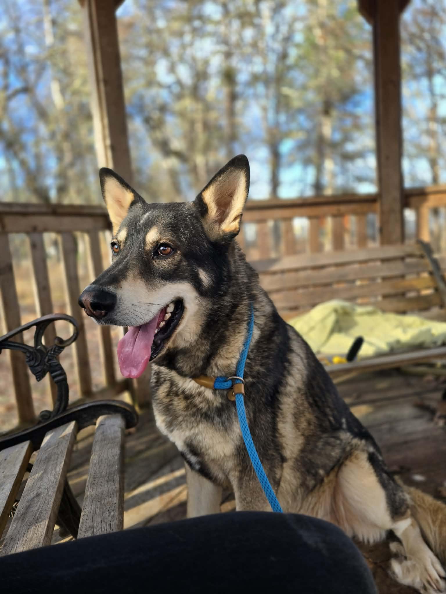 dog-image