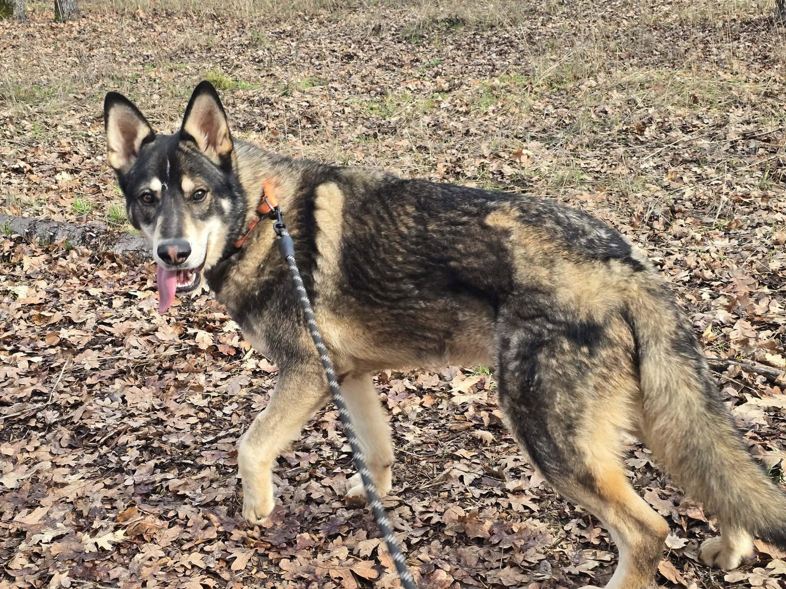 dog-image