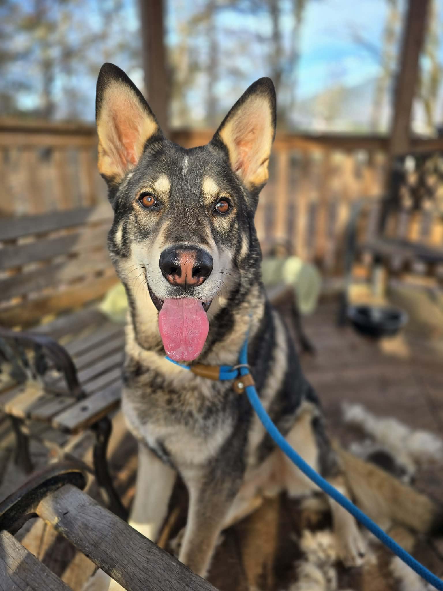 dog-image