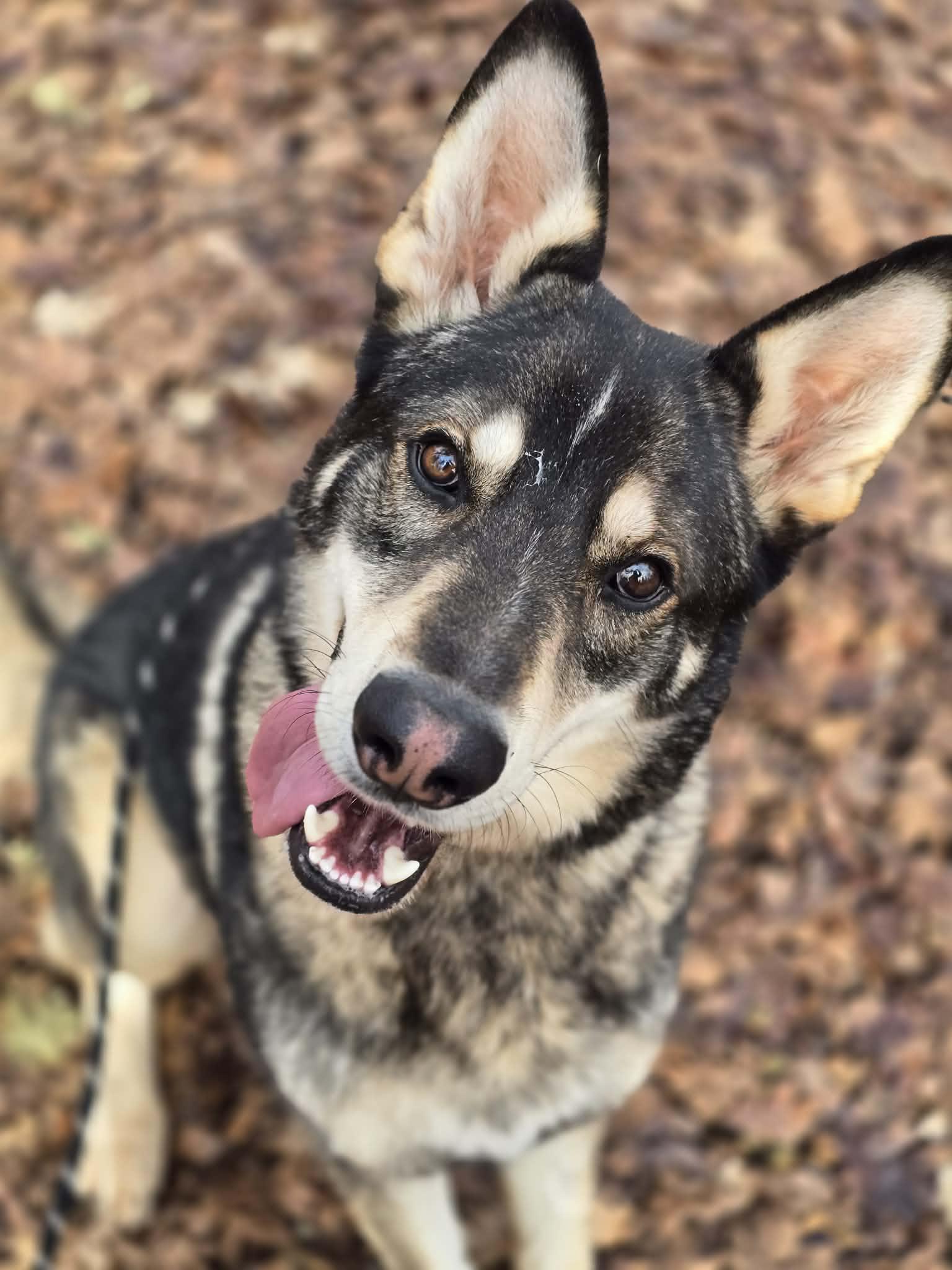 dog-image