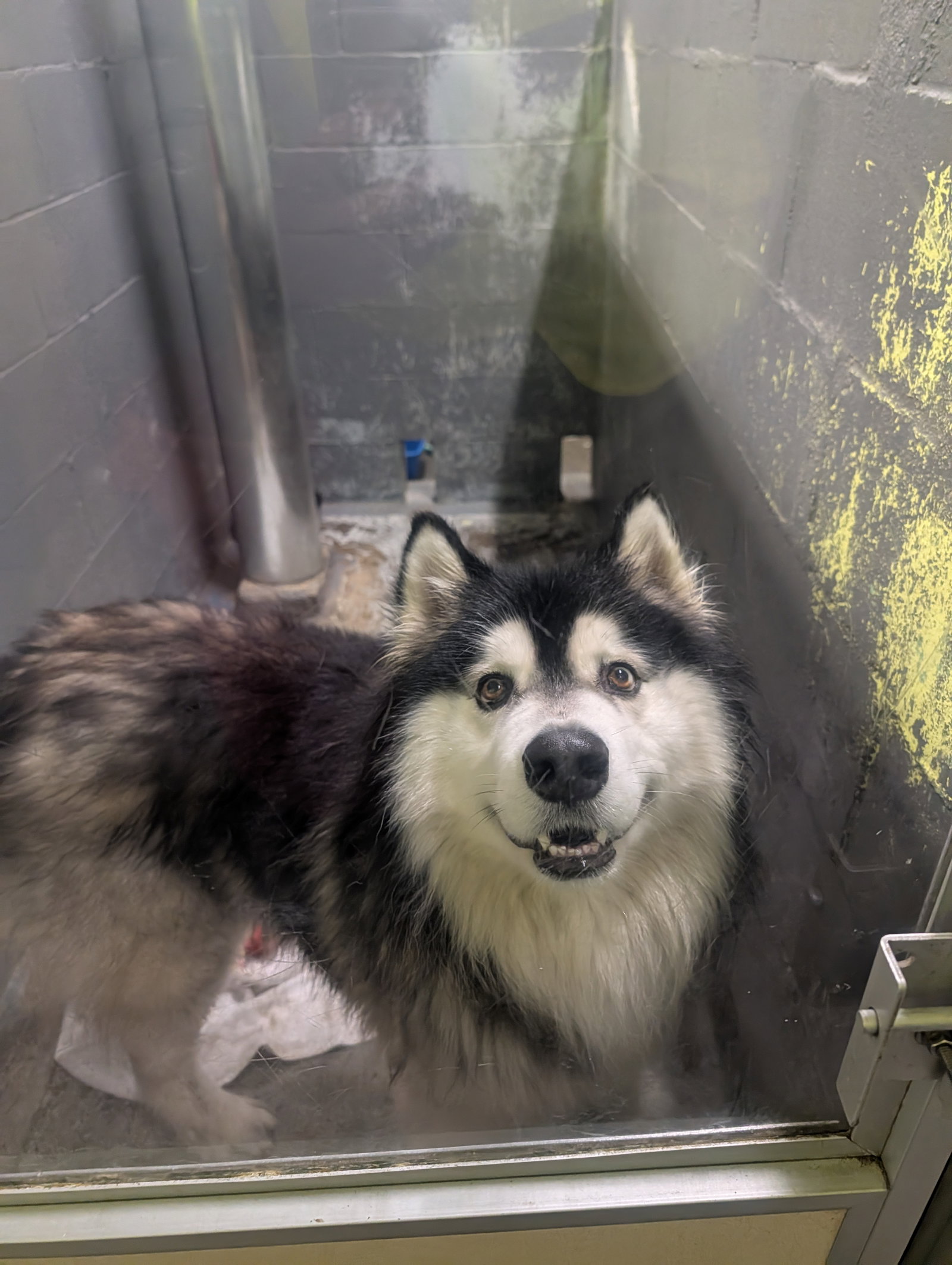 dog-image