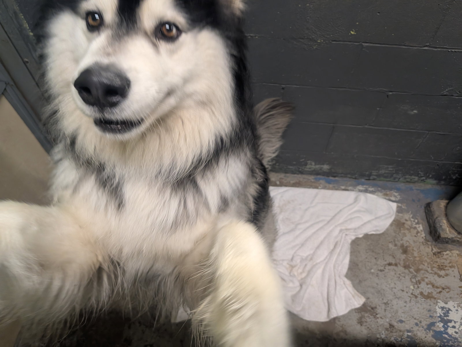 dog-image
