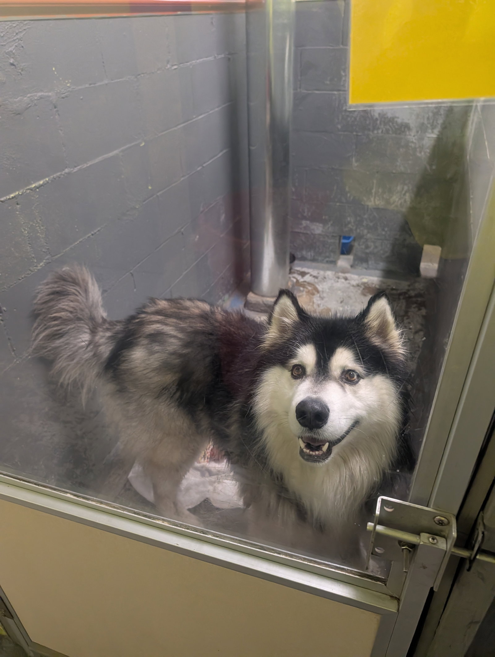 dog-image