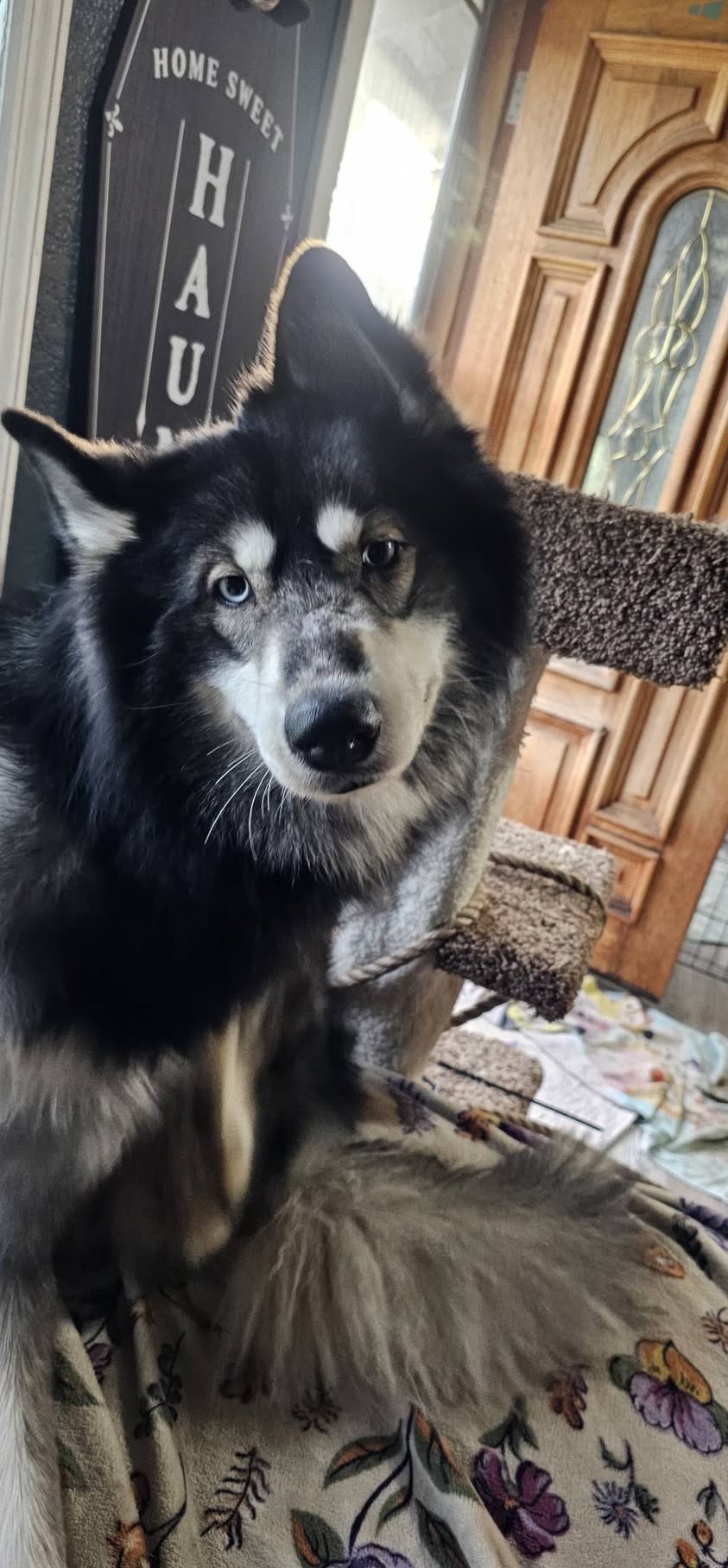 dog-image