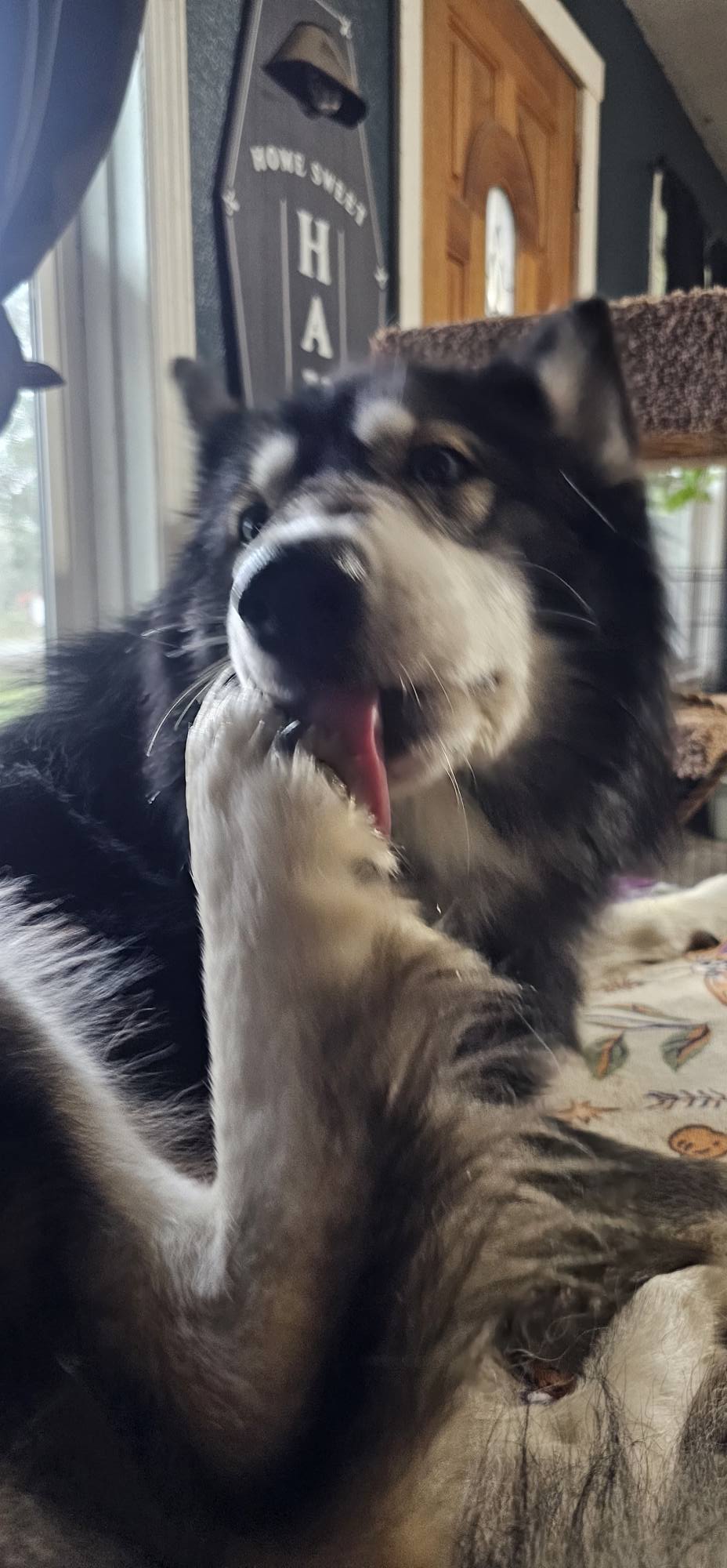dog-image