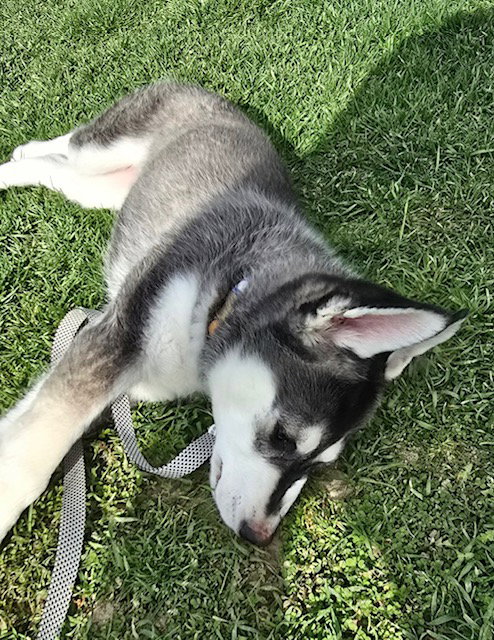 dog-image