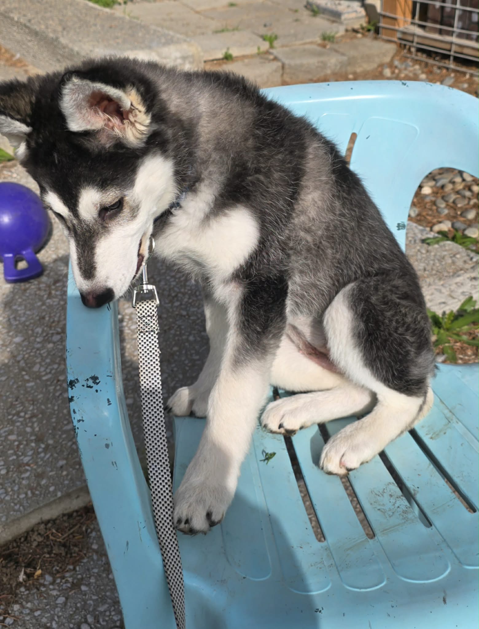 dog-image
