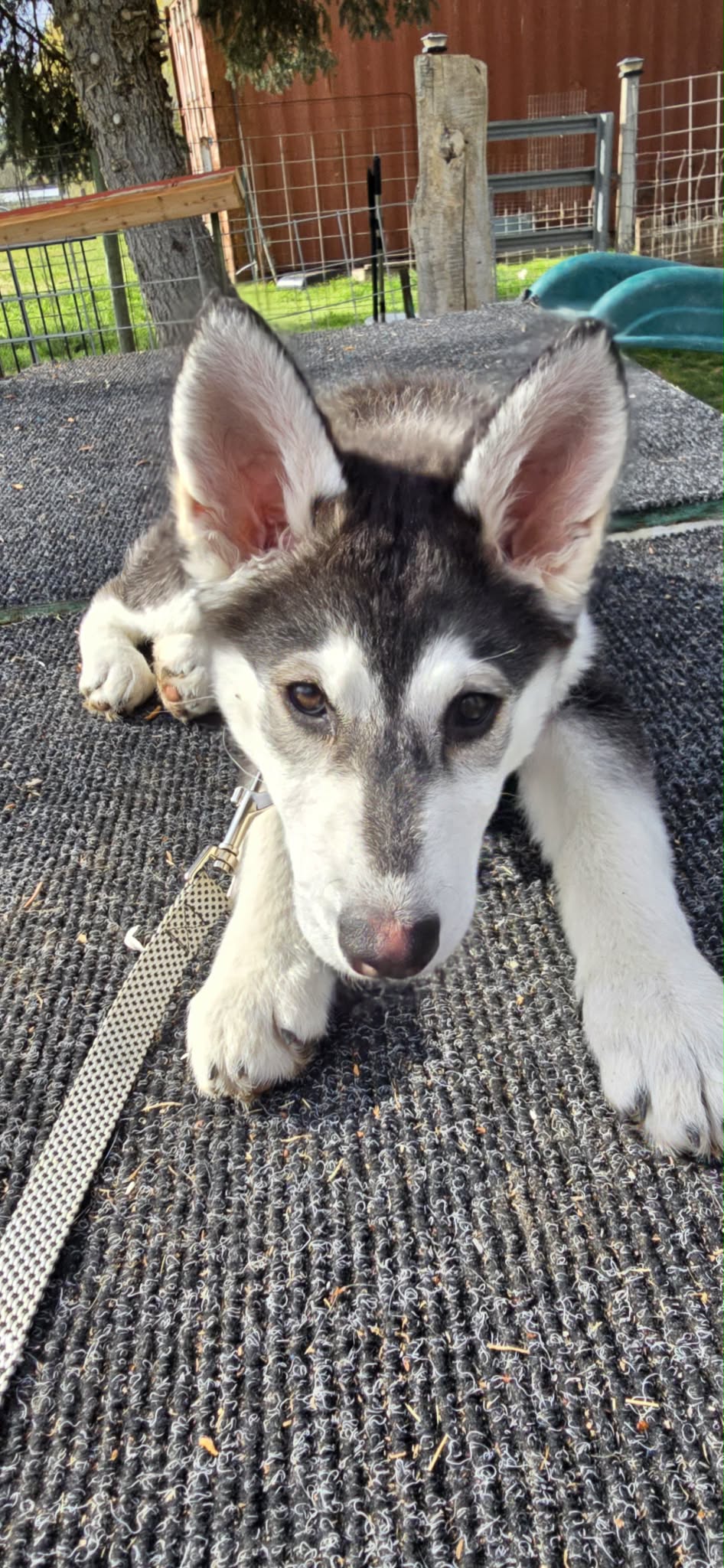 dog-image