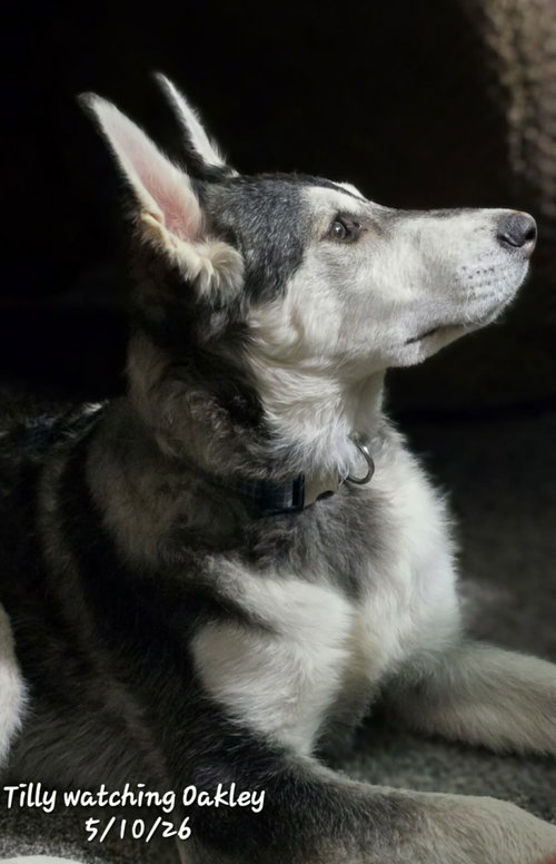 TILLY photo 2