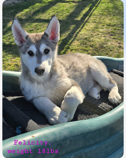 FELICITY, an adoptable Alaskan Malamute in Seattle, WA