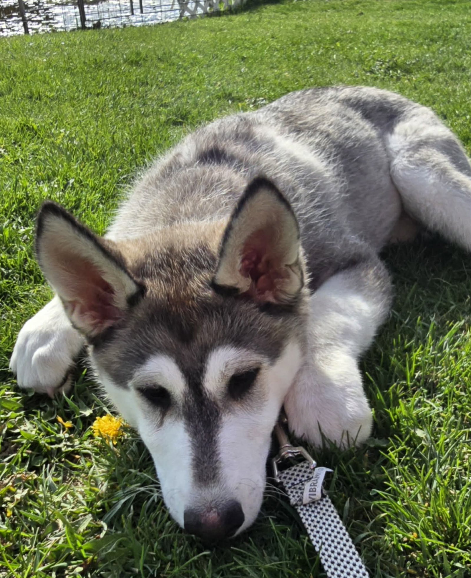 dog-image