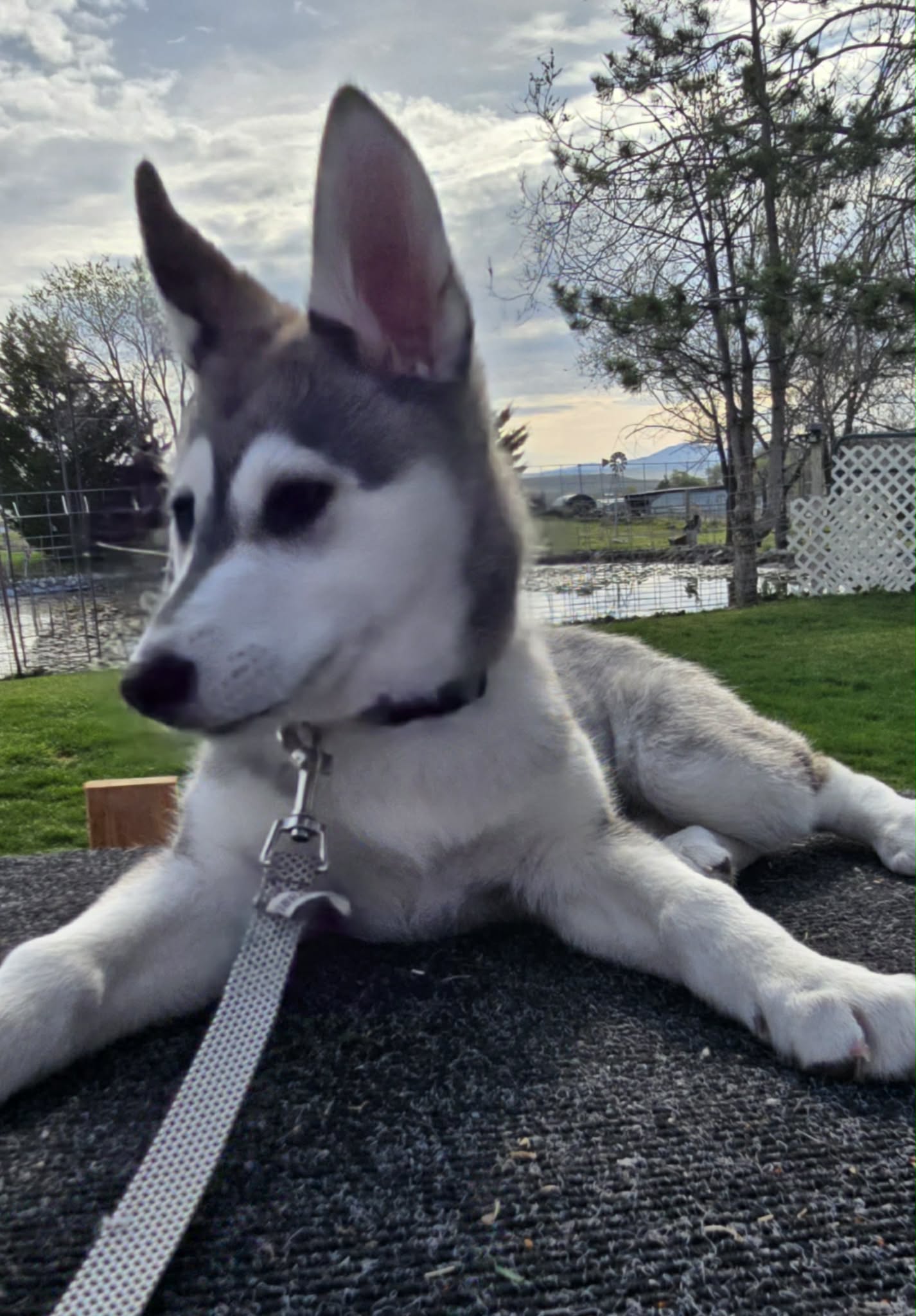 dog-image