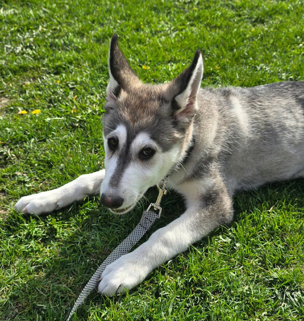 dog-image