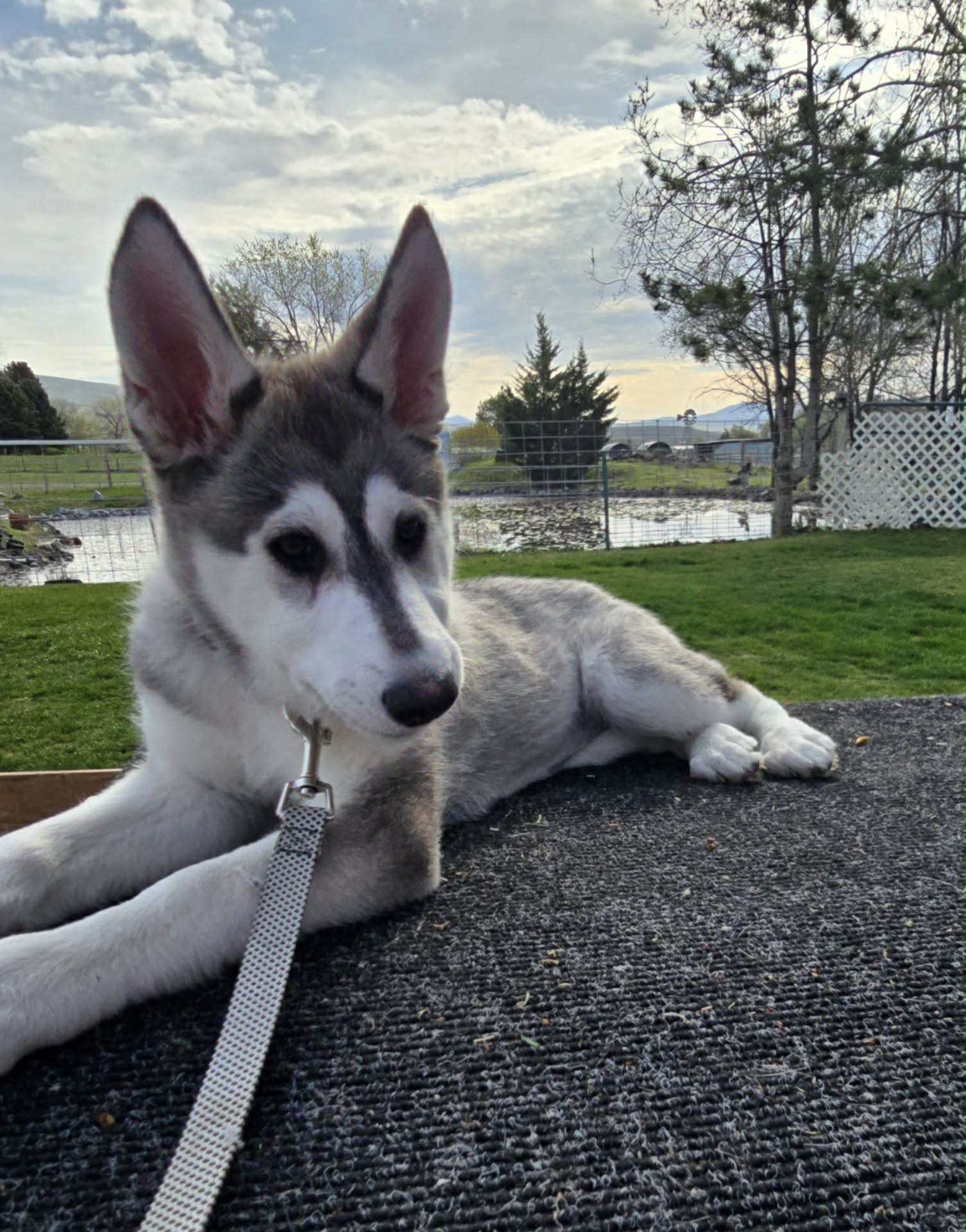dog-image