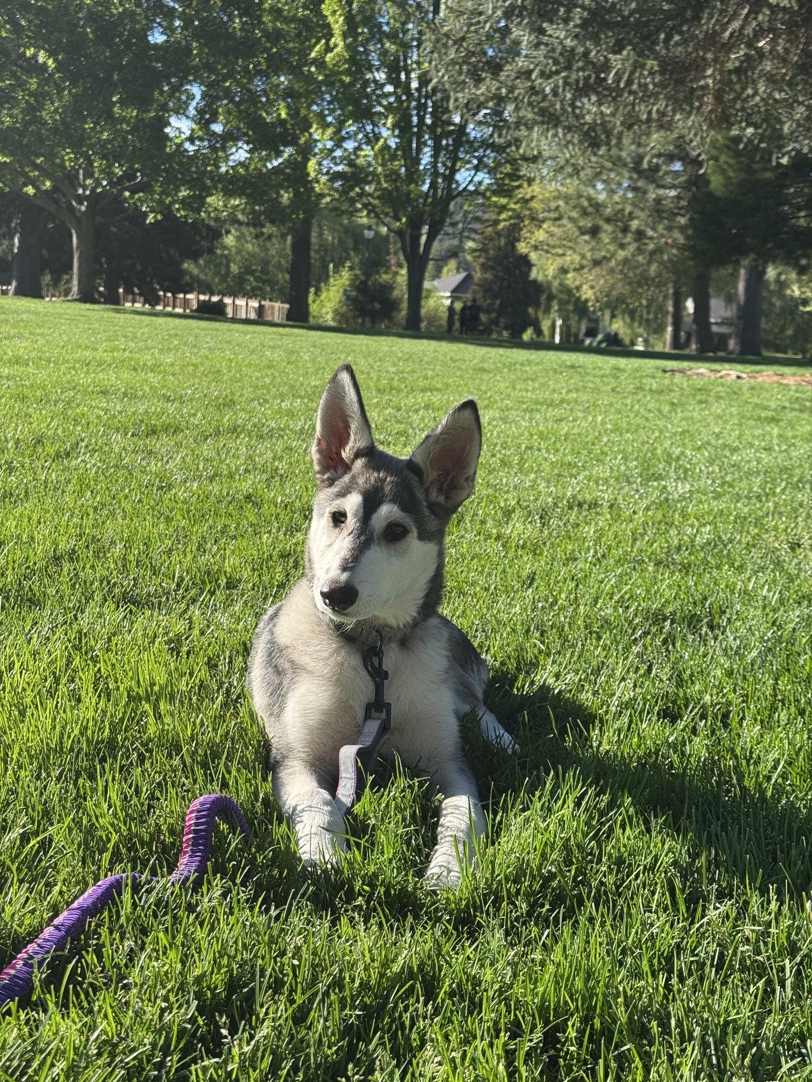 dog-image