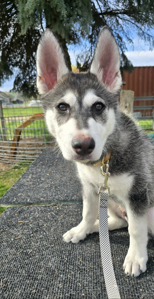 PISTOL, an adoptable Alaskan Malamute in Seattle, WA