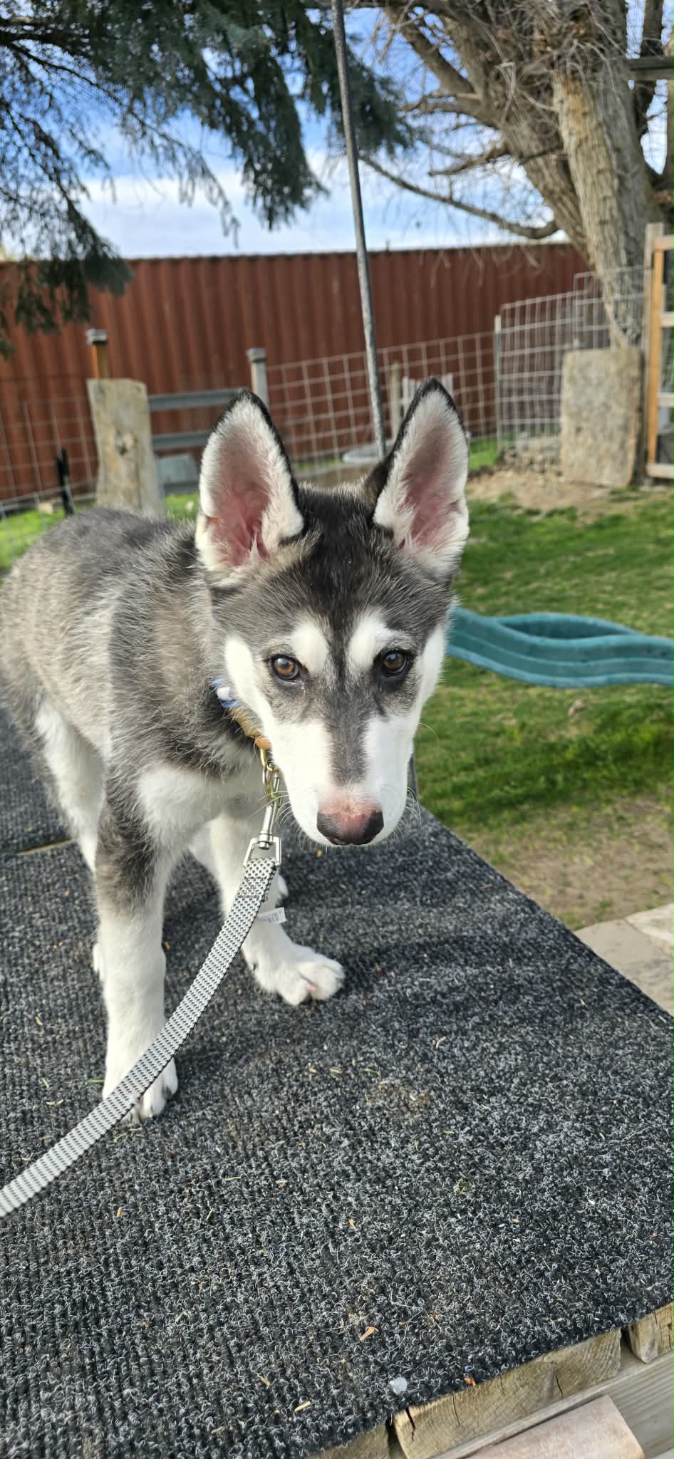 dog-image