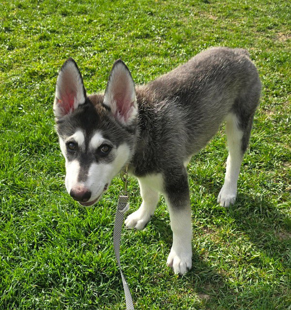 dog-image