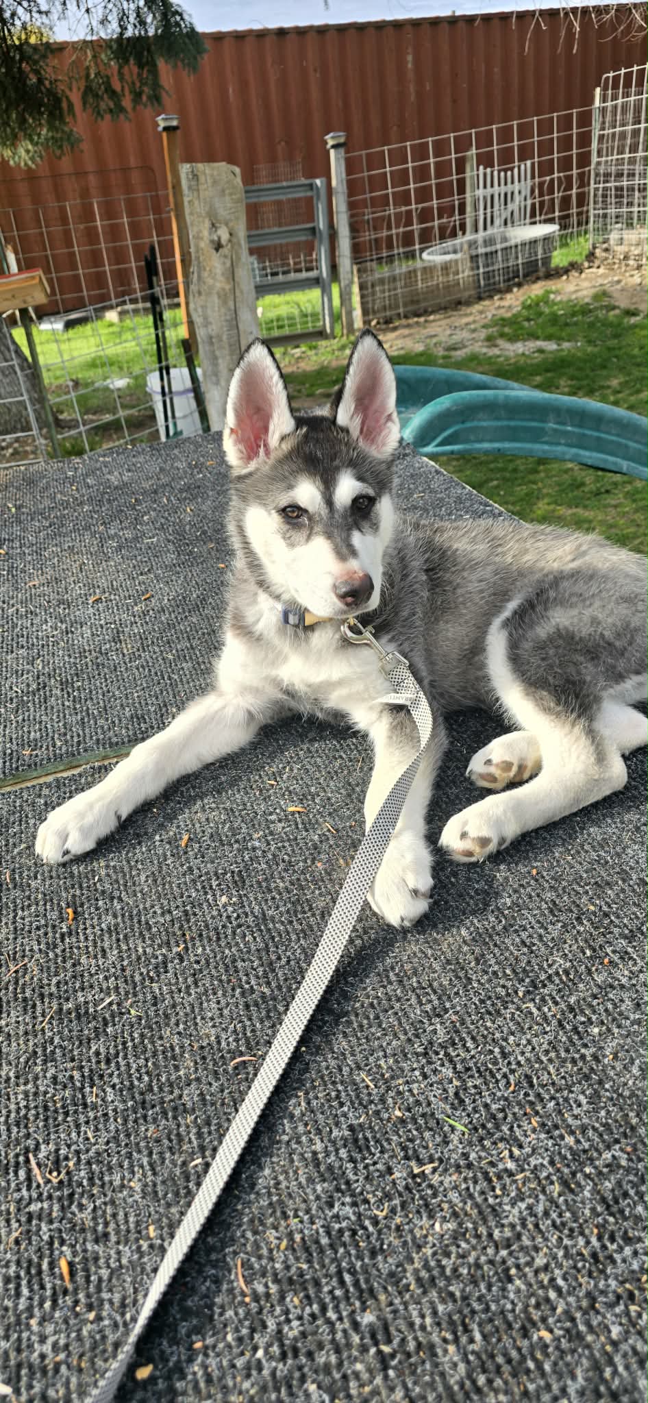 dog-image