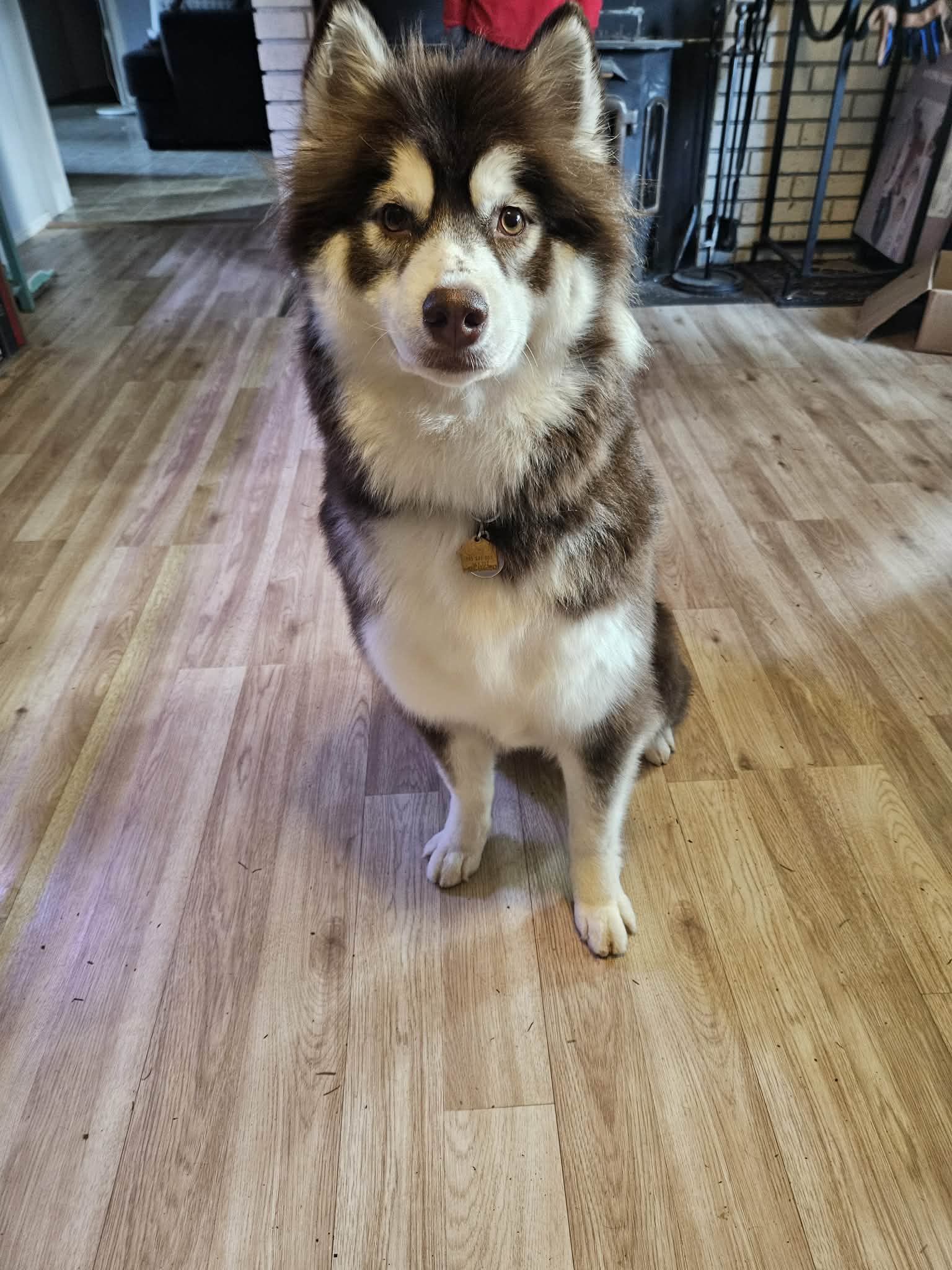 dog-image
